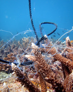 Fishing lines removal